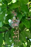 Barringtonia racemosa