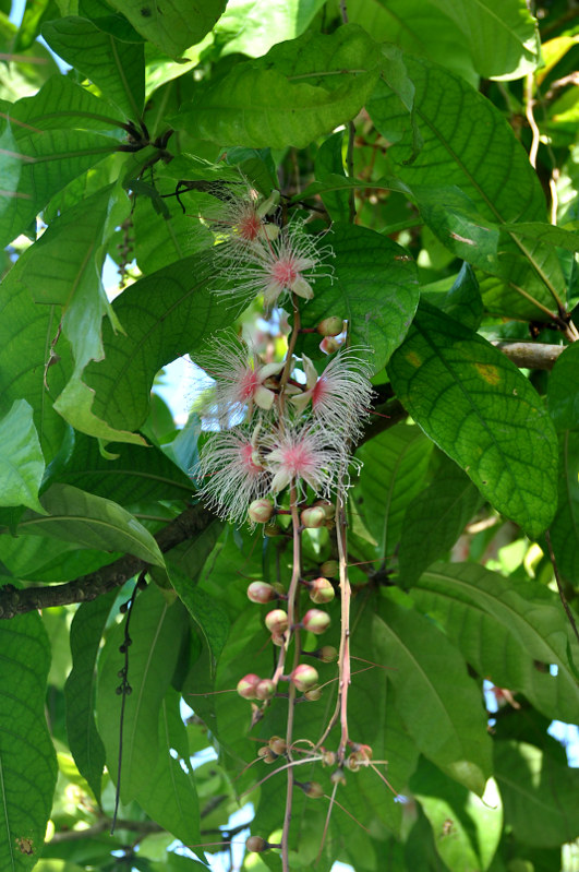 Изображение особи Barringtonia racemosa.