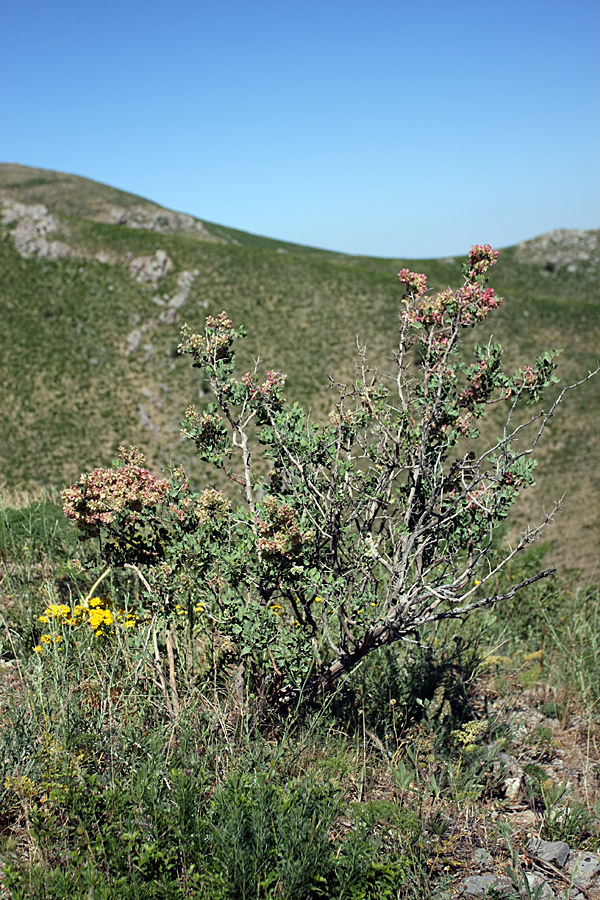 Изображение особи Atraphaxis pyrifolia.