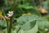 Bistorta officinalis