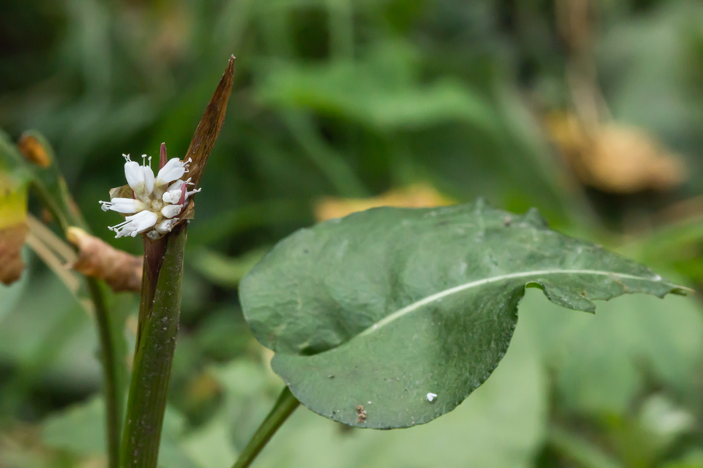 Изображение особи Bistorta officinalis.