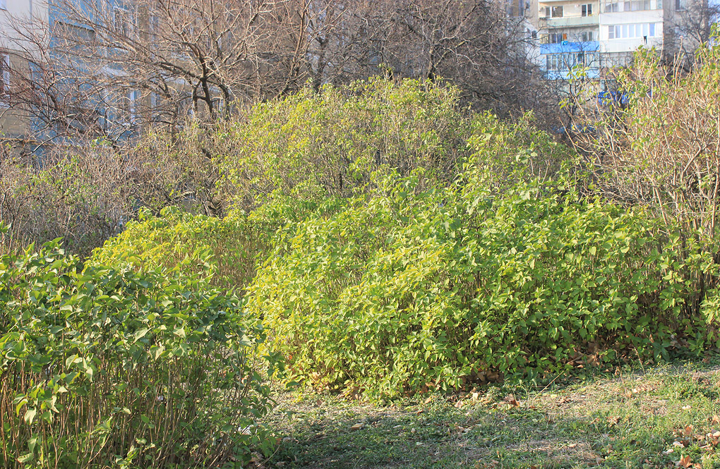 Изображение особи Syringa vulgaris.