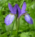 Iris typhifolia