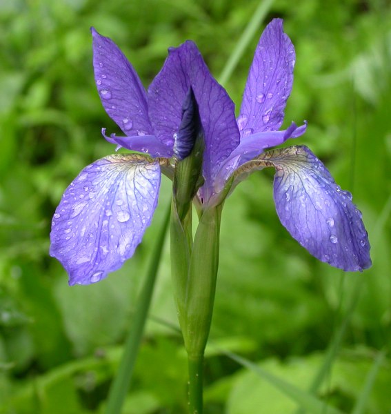 Изображение особи Iris typhifolia.