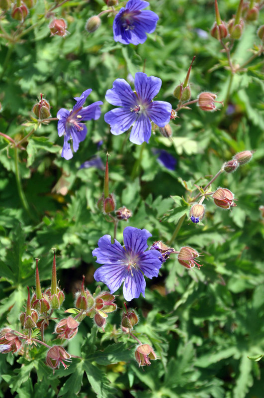 Изображение особи Geranium gymnocaulon.