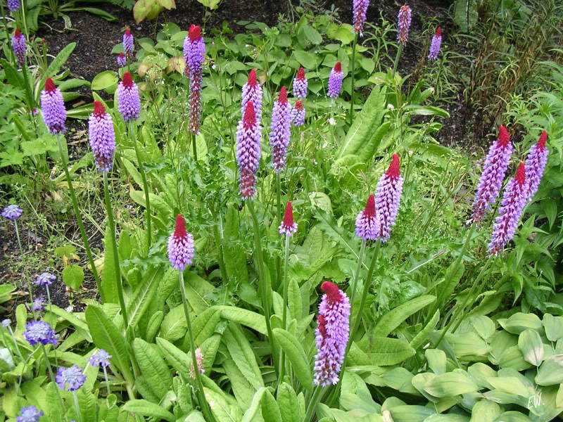 Изображение особи Primula vialii.