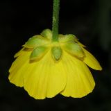 Ranunculus cassubicus