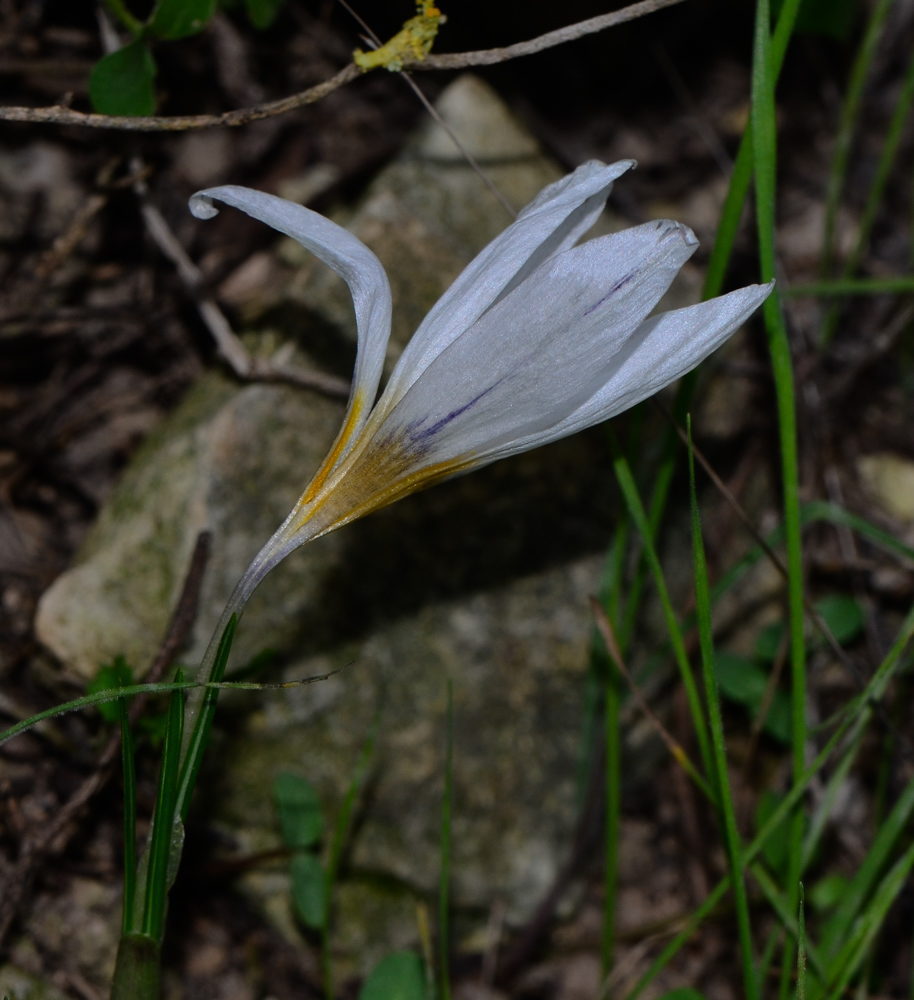 Изображение особи Crocus hyemalis.