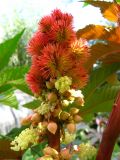 Ricinus communis