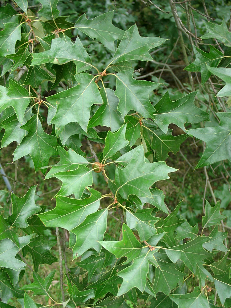 Image of Quercus ilicifolia specimen.