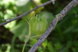 Fritillaria ferganensis