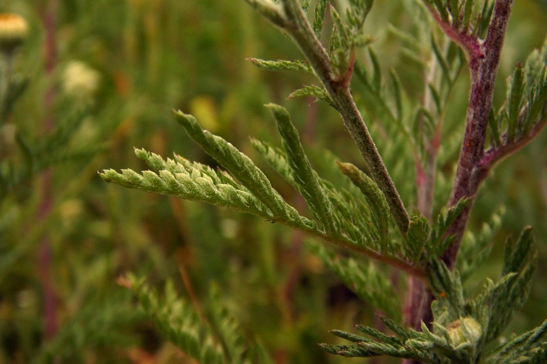 Image of Anthemis tinctoria specimen.