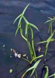 Sagittaria sagittifolia. Цветущее растение. Московская обл., Шатурский р-н, окр. пос. Туголесский Бор, озеро Свиношное. 07.08.2014.