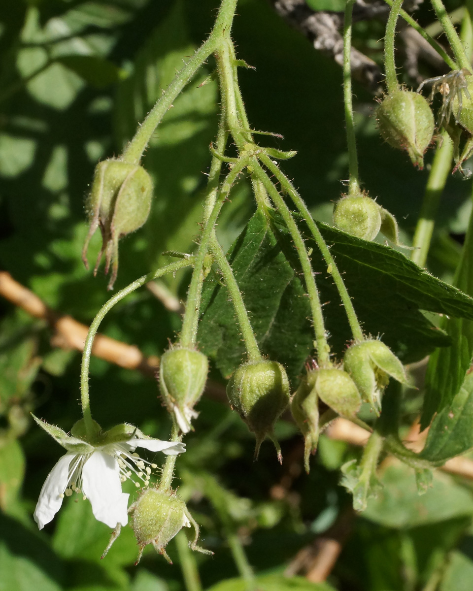 Изображение особи Rubus caesius.