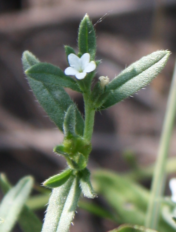 Image of Buglossoides arvensis specimen.
