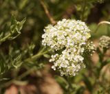 Cardaria draba. Верхушка побега с соцветием. Кыргызстан, Нарынская обл., левый берег р. Нарын, окр. с. Кенеш, вдоль оросительной канавы. 08.06.2015.