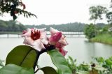 Strophanthus gratus