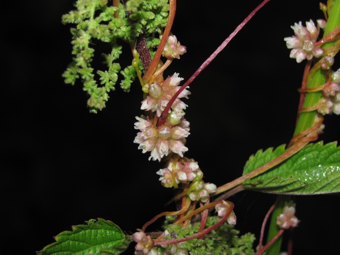 Image of Cuscuta europaea specimen.