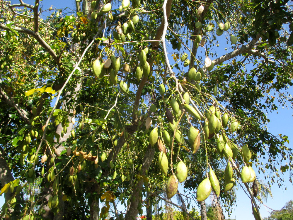 Image of Schotia brachypetala specimen.