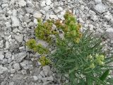 Reseda lutea