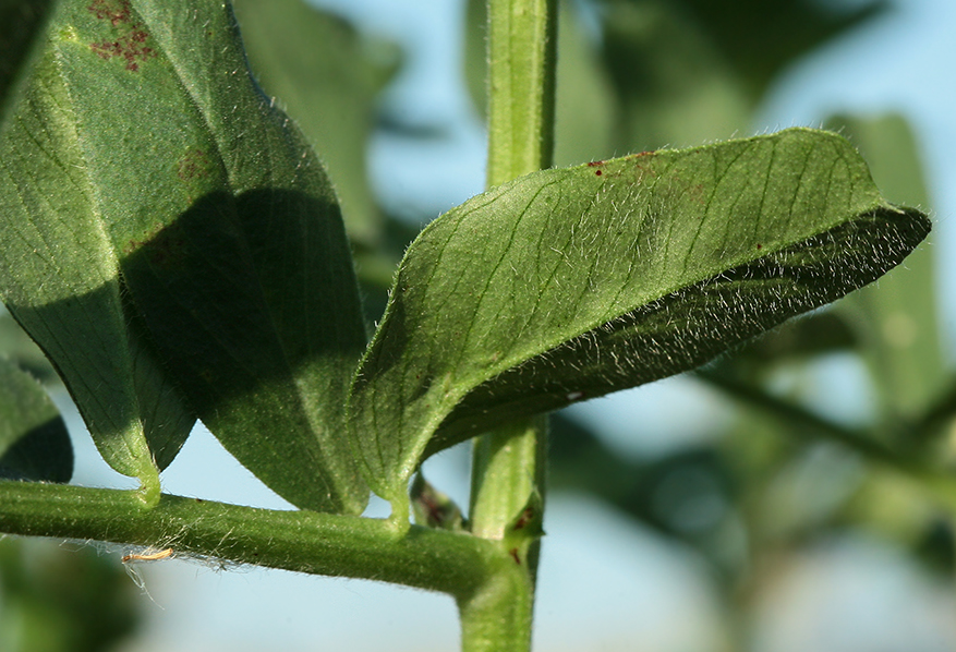 Изображение особи Vicia sativa.