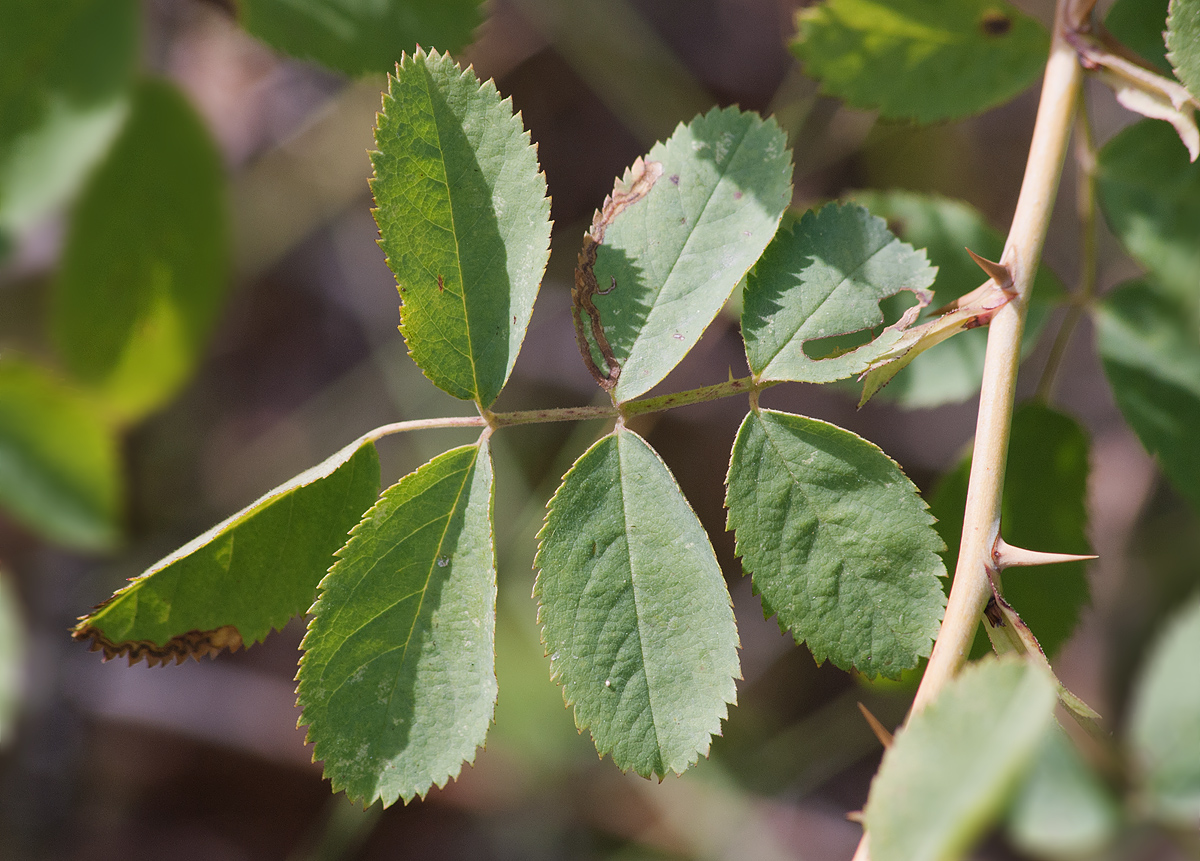 Image of genus Rosa specimen.