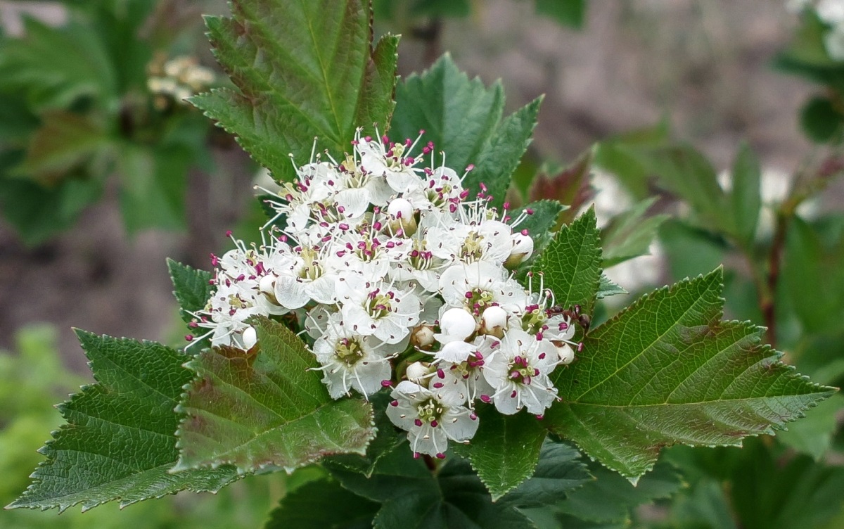 Изображение особи Crataegus dahurica.