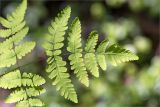 Gymnocarpium dryopteris. Вайя. Мурманская обл., Кандалакшский р-н, берег оз. Ориярви, заболоченный смешанный лес. 18.06.2015.