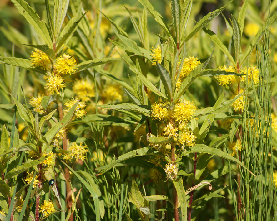 Image of Naumburgia thyrsiflora specimen.