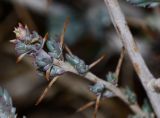 Noaea mucronata