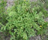 Sanguisorba officinalis