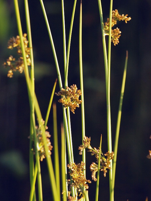 Изображение особи Juncus effusus.