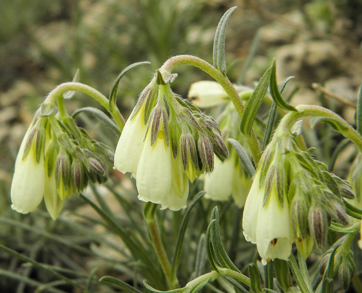 Image of Onosma tanaitica specimen.