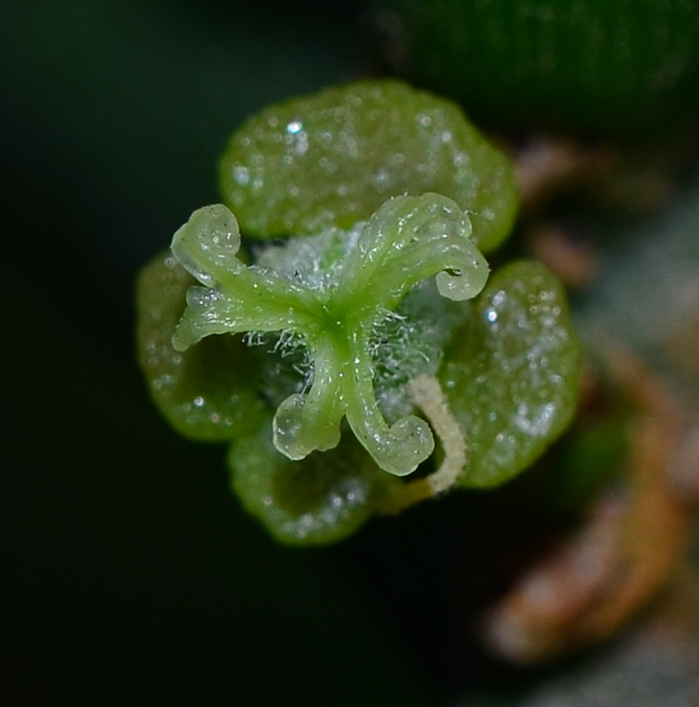 Изображение особи Euphorbia tirucalli.