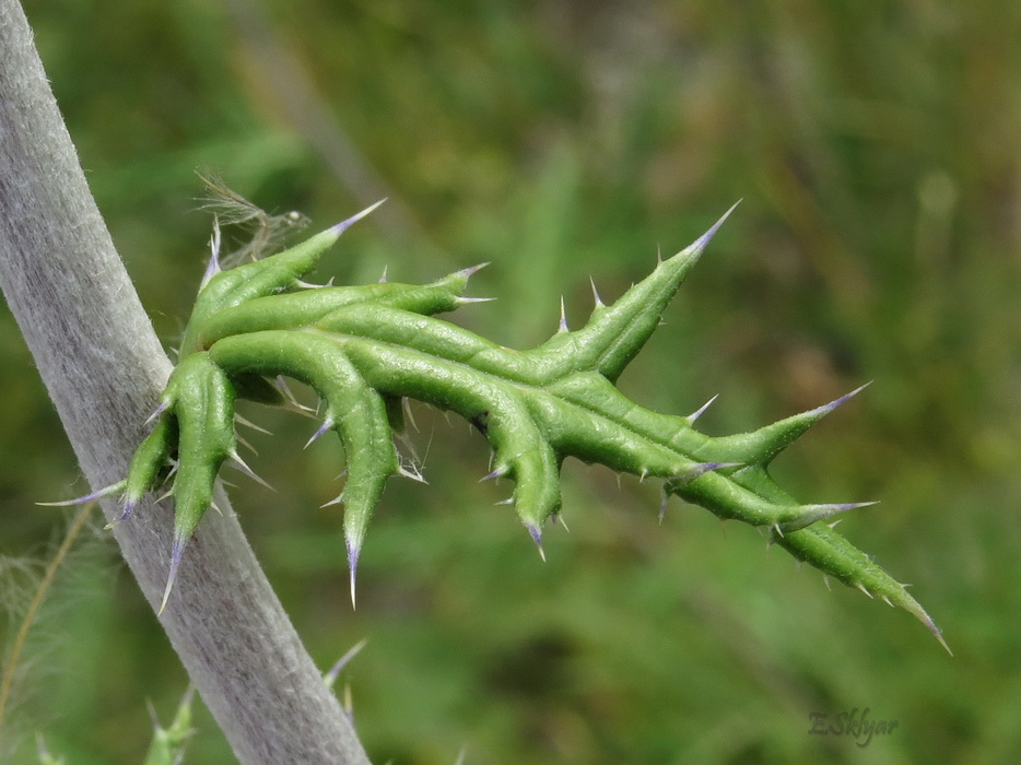 Image of Echinops ruthenicus specimen.