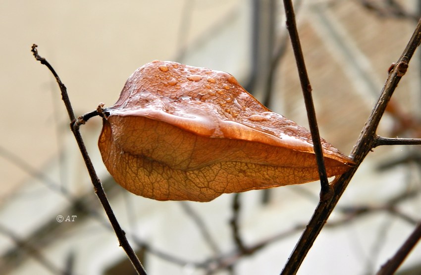 Изображение особи Koelreuteria paniculata.