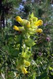 Rhinanthus vernalis