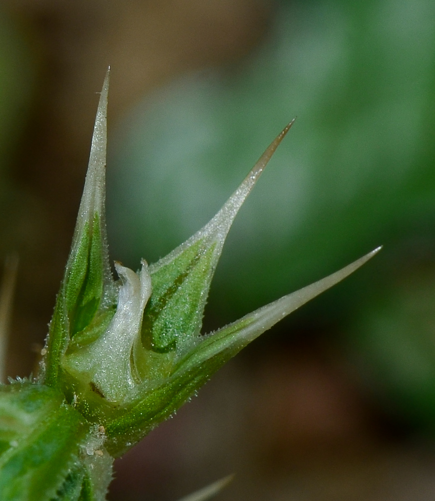 Image of Salsola pontica specimen.