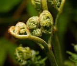 Pteridium pinetorum. Часть развивающейся вайи. Московская обл., Раменский р-н, окр. ж.-д. платформы Хрипань, смешанный лес у ЛЭП. 13.06.2016.