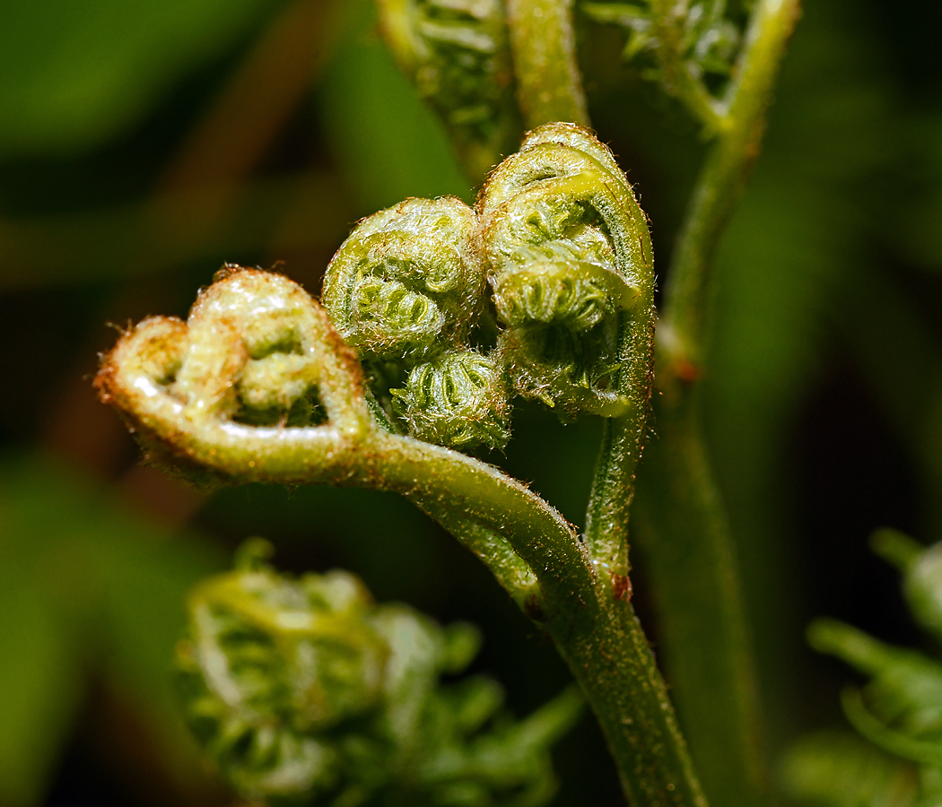 Изображение особи Pteridium pinetorum.