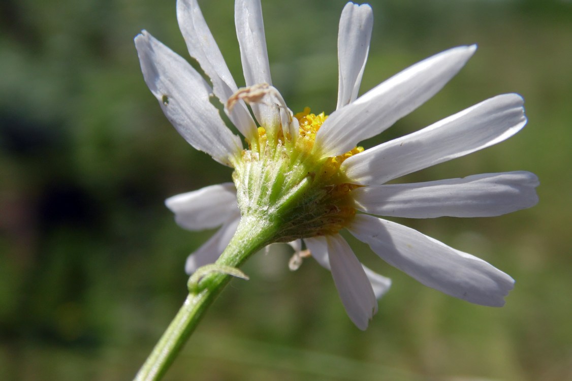 Изображение особи Tripleurospermum inodorum.