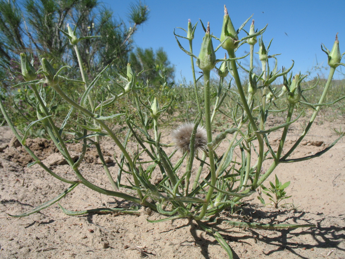 Image of Epilasia hemilasia specimen.