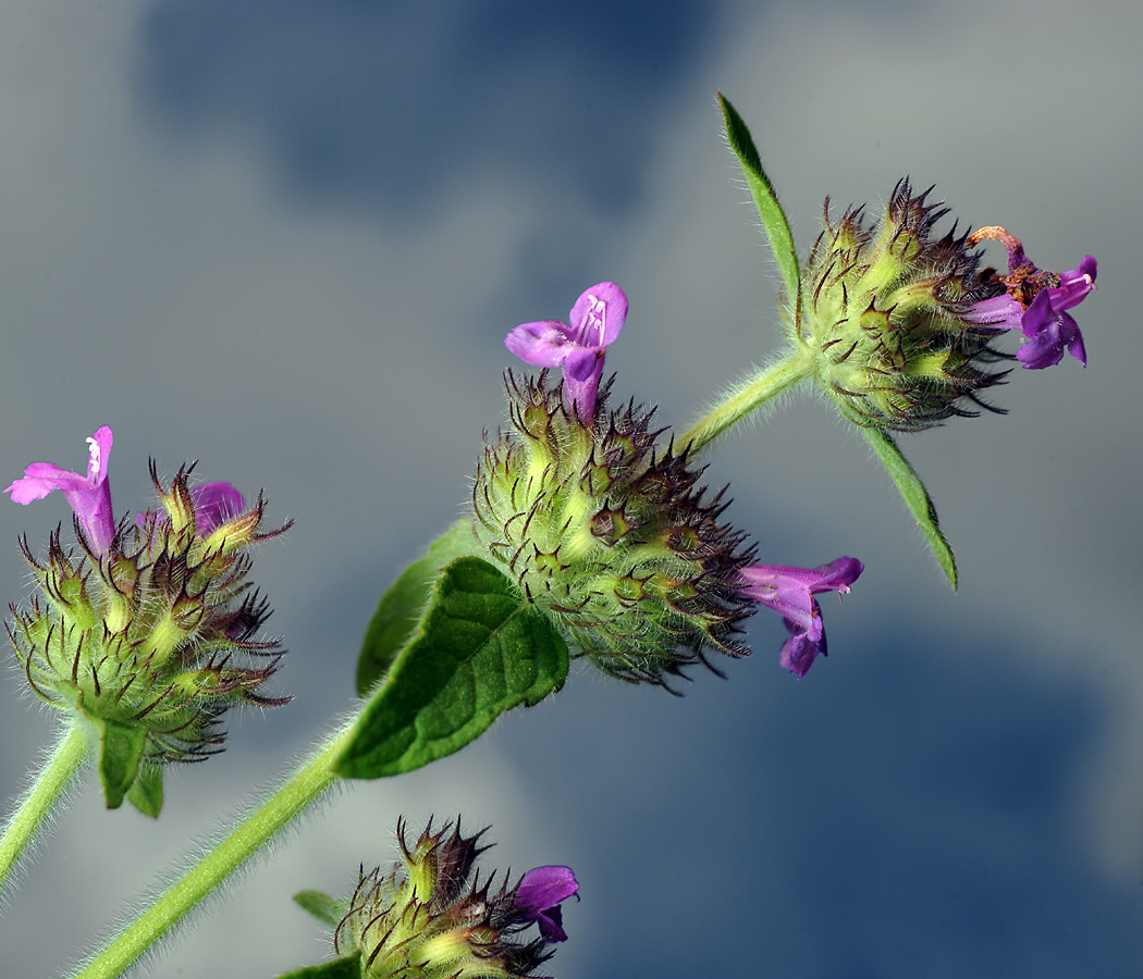 Image of Clinopodium vulgare specimen.
