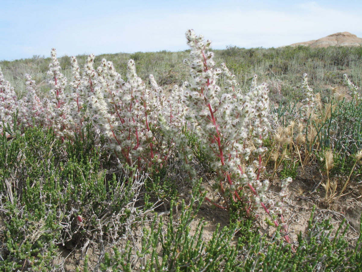 Image of Bassia eriantha specimen.