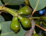 Eucalyptus woodwardii