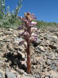 Orobanche cernua. Цветущее растение. Казахстан, Сев. Тянь-Шань, плато Сюгаты, переходящее в южные подножья гор Богуты. 25 мая 2016 г.