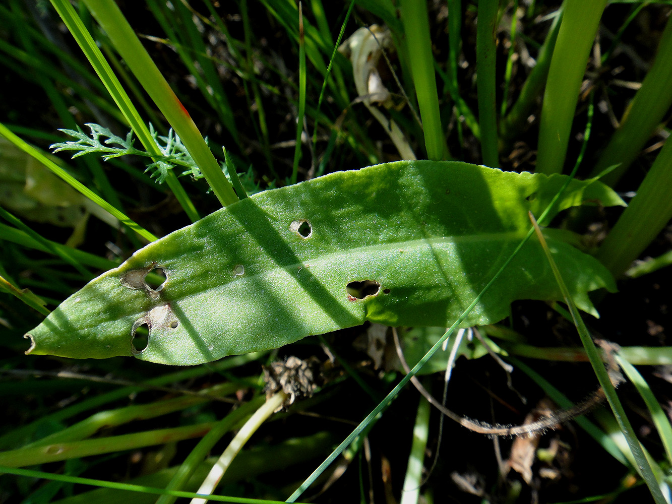 Изображение особи Rumex acetosa.