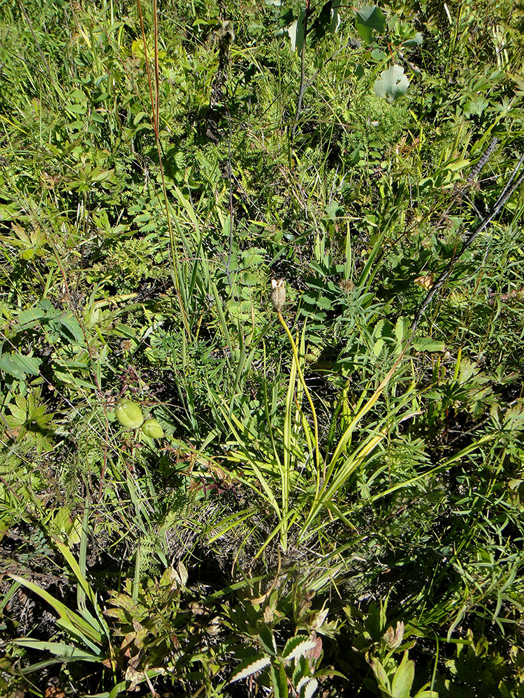 Image of Hemerocallis minor specimen.