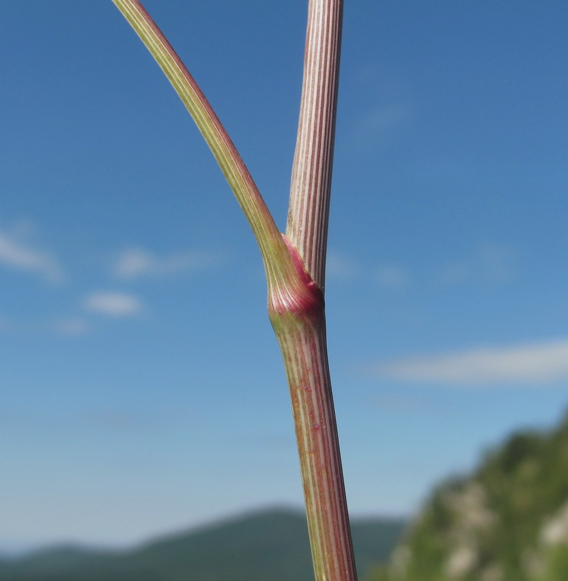 Image of Peucedanum longifolium specimen.