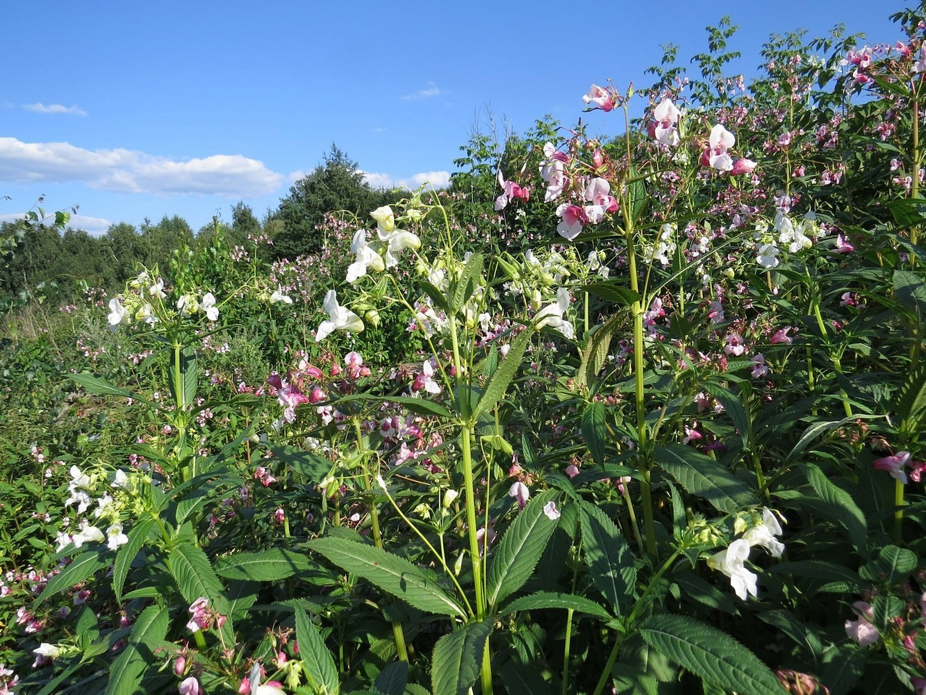 Image of Impatiens glandulifera specimen.